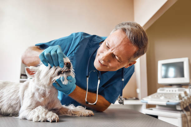 Best 24-Hour Emergency Dentist in Rancho Santa Margarita, CA